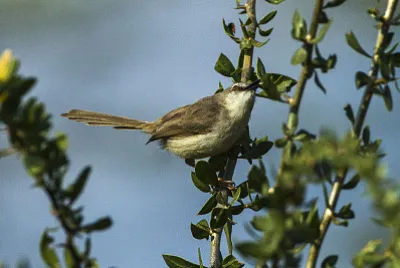 Prinia della somalia