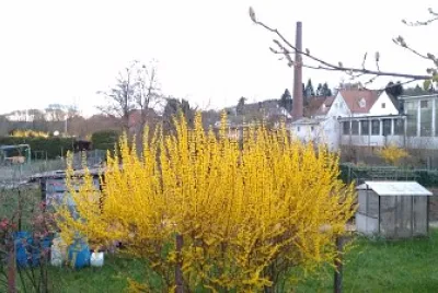 lente