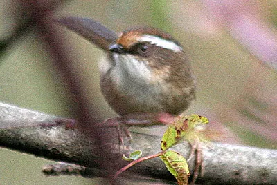 Fulvetta caporuggine jigsaw puzzle