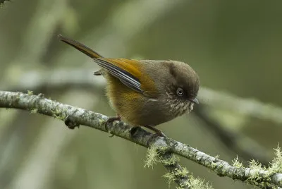 Fulvetta di taiwan
