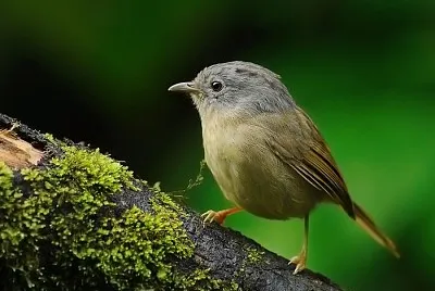 Fulvetta yunnan