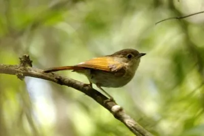 Fulvetta javan