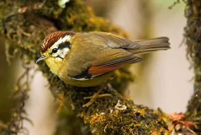 Fulvetta dalle ali rufous
