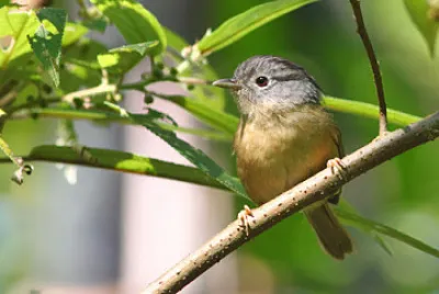 Fulvetta dalla golagialla