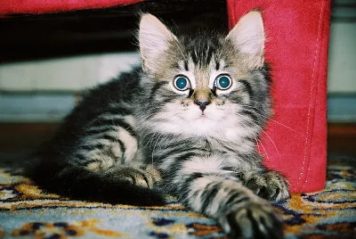 Maine Coon Kitten