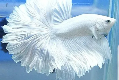 dg