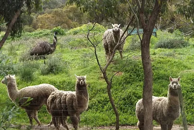 mustering