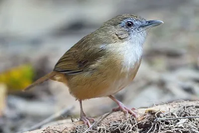 Fulvetta marrone