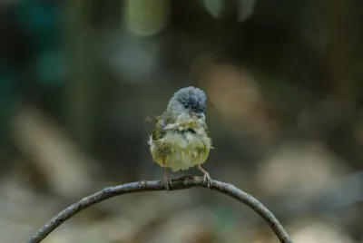 Fulvetta dalle guacebrune