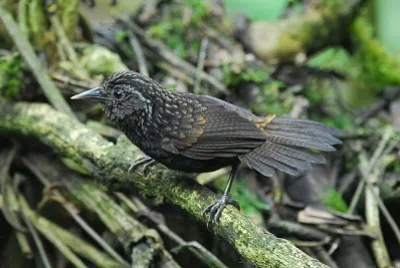Stachyris humei