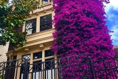 flores