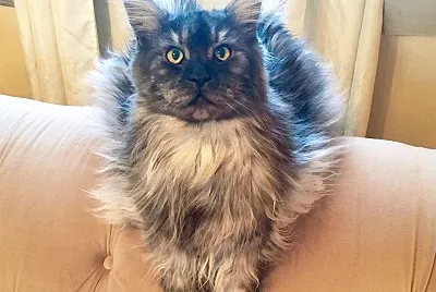 Jacks Bear the Maine Coon