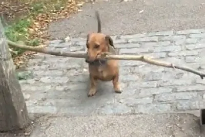 Big Stick Dachshund