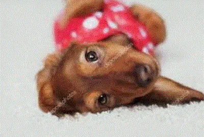 Dachshund Back