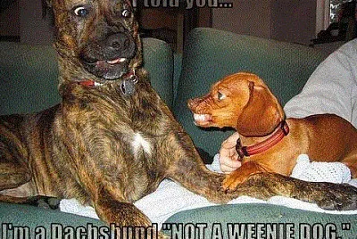 Fierce Dachshund