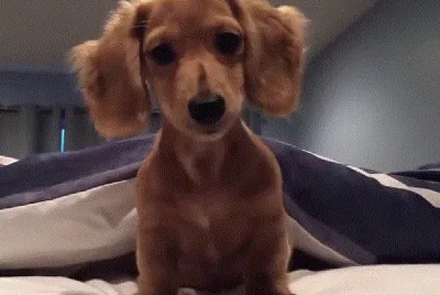 Young Dachshund