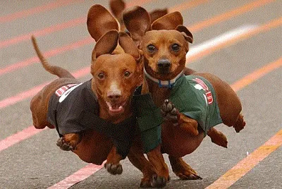 Hot Dog Racing