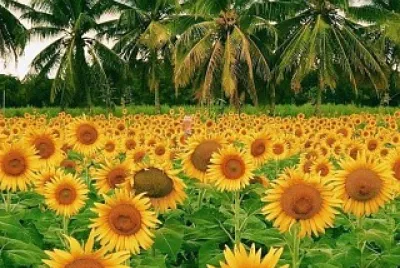 flores