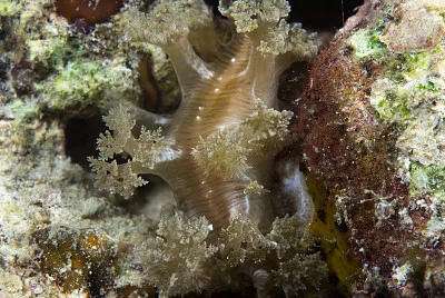 Marionia sp
