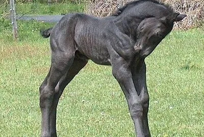 colt