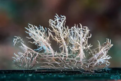 Melibe colemani