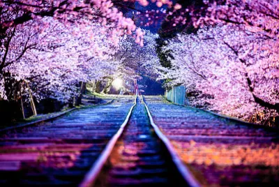 Voie ferrÃ©e et cerisier, Japon