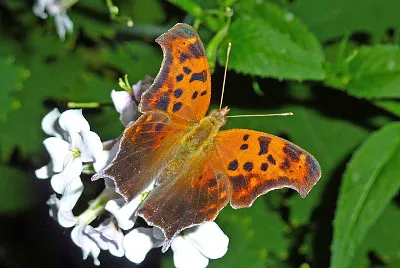 Polygonia interrogationis