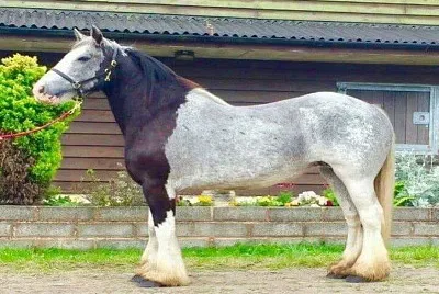 gran percheron