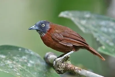 Stachyris poliocephala