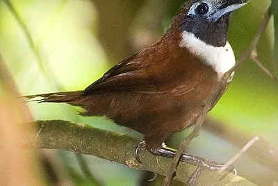 Stachyris thoracica
