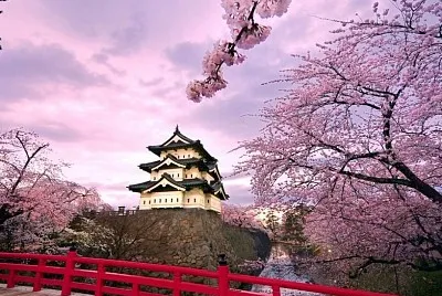 Temple et cerisier, Japon