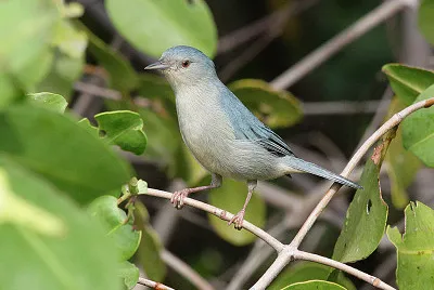 Conibecco bicolore
