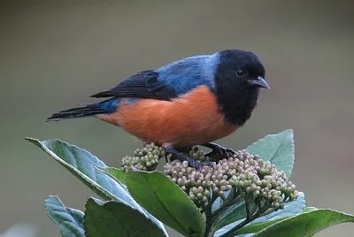 Conibecco dorsoblu