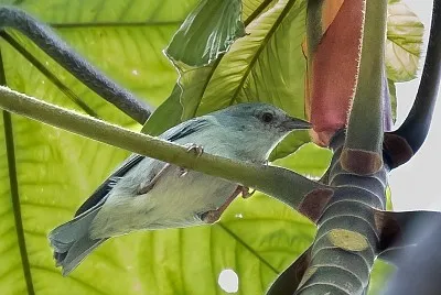 Conibecco pettoperla