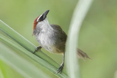 Timalia pileata
