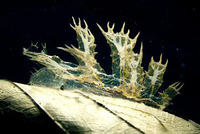 Melibe engeli