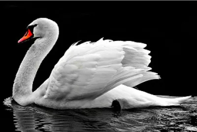 Cisne blanco