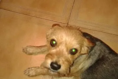 mascotas