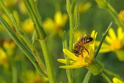 Abeja