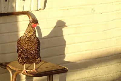 Gallina Bataraza