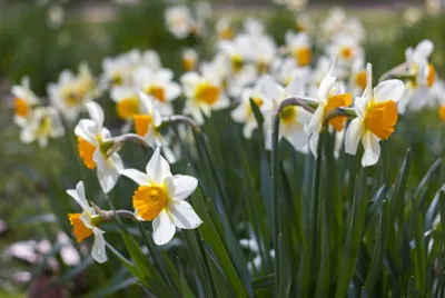 Jonquilles