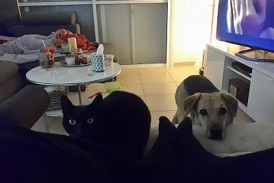 פאזל של animals