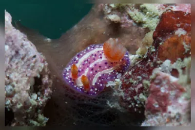 פאזל של Mexichromis aurora