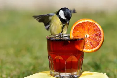 aperitivo cinciallegra