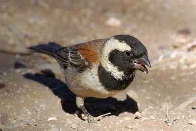 Passero del capo
