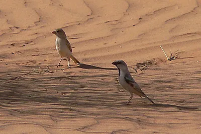 Passero del deserto