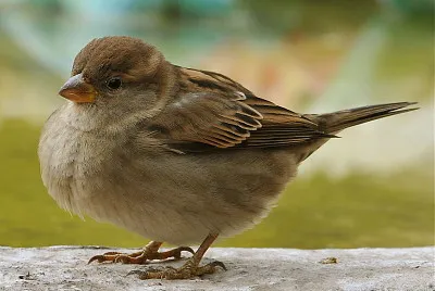 Passero italiano