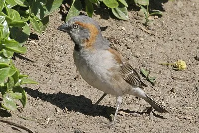 Passero rossiccio del kenia