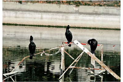 05 Cormoranes en el Lago de Casa de Campo