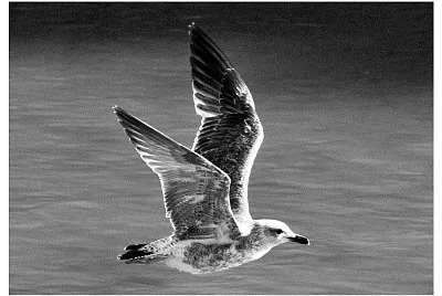 06 Gaviotas del Lago de la Casa de Campo